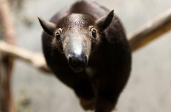 Cerrar los zoológicos pondría en riesgo a sus animales