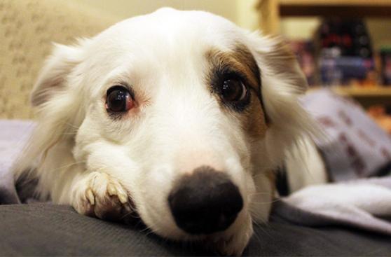 ¿Cómo calmar a un perro asustado por los fuegos artificiales?