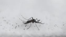 Dengue: Brasil inicia nueva fase de pruebas de su vacuna