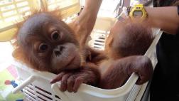 2 orangutanes son salvados de traficantes gracias a WhatsApp