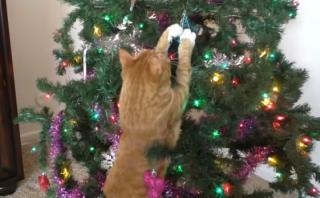 YouTube: esta es la visión que tienen los gatos de la Navidad