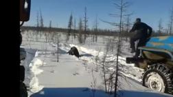 Rusia: Oso es atropellado a propósito por dos camiones
