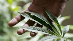 Florida: 300 médicos ya pueden recetar marihuana a pacientes