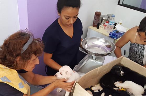 Viaje de año nuevo se convirtió en rescate de 7 cachorros