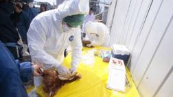 Chile: Detectan brote de gripe aviar en criadero de pavos