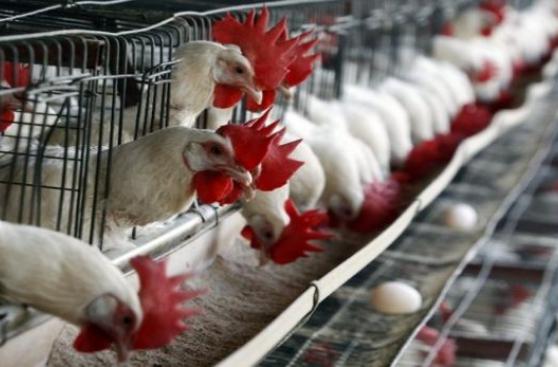 Por gripe aviar, el Perú prohíbe importación de aves de Chile