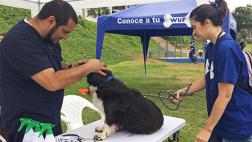 Crece la red de ayuda para perros sin hogar