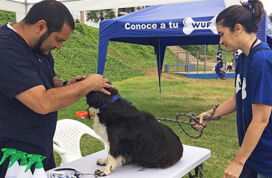 Crece la red de ayuda para perros sin hogar