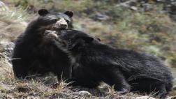 Machu Picchu: monitoreo comprueba presencia de oso andino