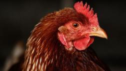 Las gallinas tendrían conciencia de sí mismas