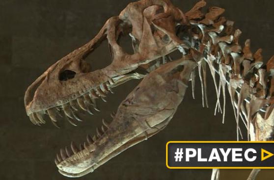 Mongolia y su lucha por recuperar restos de dinosaurios robados