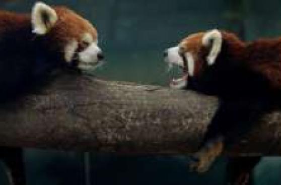 La inusual aparición en la nieve de dos cachorros de panda rojo