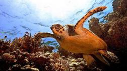 Las tortugas marinas usan el Sol para orientarse