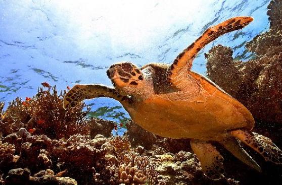 Las tortugas marinas usan el Sol para orientarse