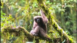 Nombran a una nueva especie de primate en honor a "Star Wars"