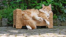 Cómo mantener a tu gato fresco en verano