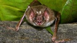 El raro caso de murciélagos vampiros que consumen sangre humana