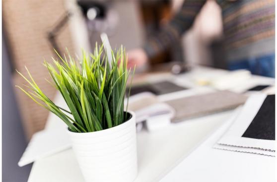 Estos son los beneficios de poner una planta en tu escritorio