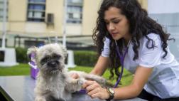 Entérate cómo actuar ante un golpe de calor en las mascotas
