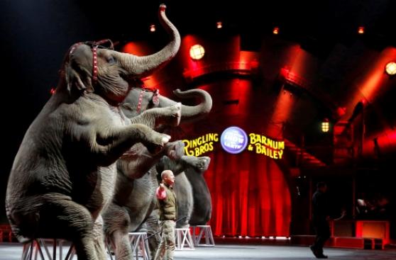 Cae el telón del circo Ringling tras 146 años de actividad