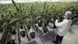 Brasil aprueba el uso de medicamento a base de marihuana