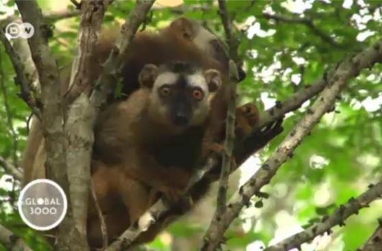 Especies en peligro de extinción: Lémures de Madagascar