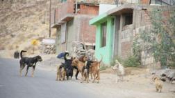 Ordenan matar a perros callejeros de Arequipa por rabia