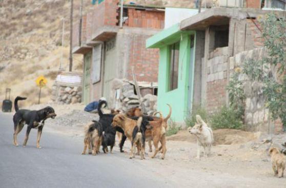Ordenan matar a perros callejeros de Arequipa por rabia