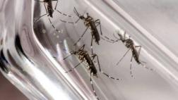 Brasil activa alerta por fiebre amarilla: Confirman 34 muertos