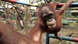 Estudio alerta del peligro de extinción del 60% de los primates