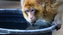 Rusia enviará un macaco en su próxima expedición a Marte