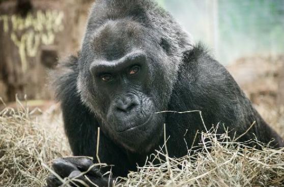 Fallece el primer gorila del mundo que nació en un zoológico