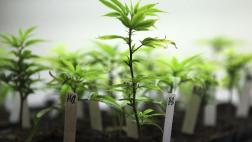 Alemania legaliza el uso del cannabis para tratar males graves