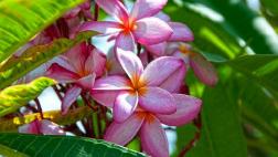 Cuba es la isla del Caribe con más plantas amenazadas