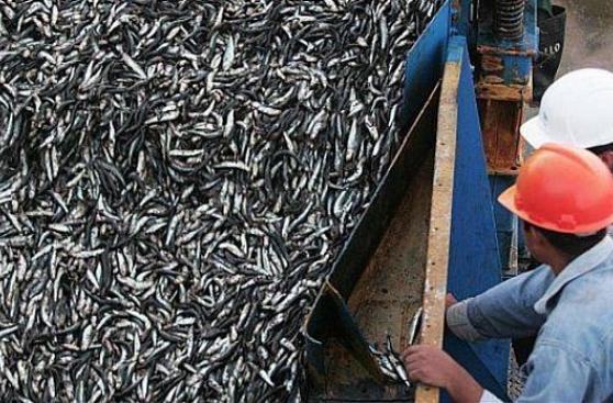 Perú pescará 10 mil toneladas de jurel fuera de las 200 millas