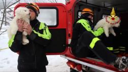 Rescatan tres cachorros en hotel arrasado por alud en Italia