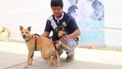 San Borja entregará carnet de identidad de perros y gatos