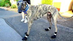 ¿Cómo proteger las patas de tu perro en días calientes?