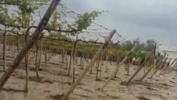 Inundaciones afectan fundos de La Tinguiña en Ica