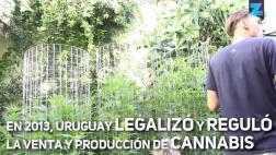 Uruguay: Descubre el primer Museo del Cannabis en Latinoamérica