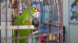 El verano puede ser mortal para tus aves