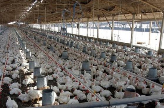 Empresarios avícolas buscarán ingresar al mercado de EE.UU.