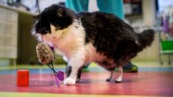 Implantan dos patas traseras artificiales a un gato en Bulgaria