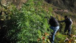 Áncash: policía halla 2.323 plantones de marihuana en cultivos