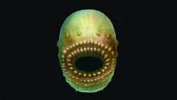 Este sería el ancestro humano más antiguo