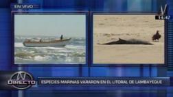 Lambayeque: delfines, lobos marinos y tortugas aparecen muertos