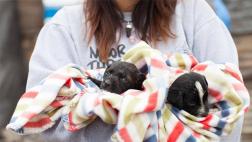 Se unen para ayudar animales víctimas de huaicos en Ica