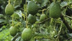 México: Aguacateros confían en mantener exportaciones a EEUU