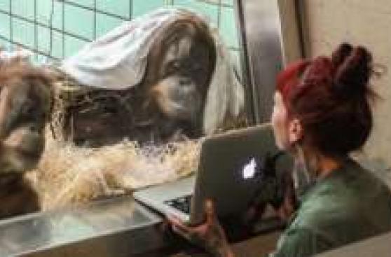 Zoológico holandés quiere crear un 'Tinder' para orangutanes
