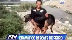Chosica: serenos rescataron a un perro atrapado en el río Rímac